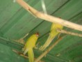 Kakarikes